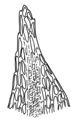 Bryum sauteri, leaf apex. Drawn from J.T. Linzey s.n., Aug. 1972, CHR 413356.
 Image: R.C. Wagstaff © Landcare Research 2015 